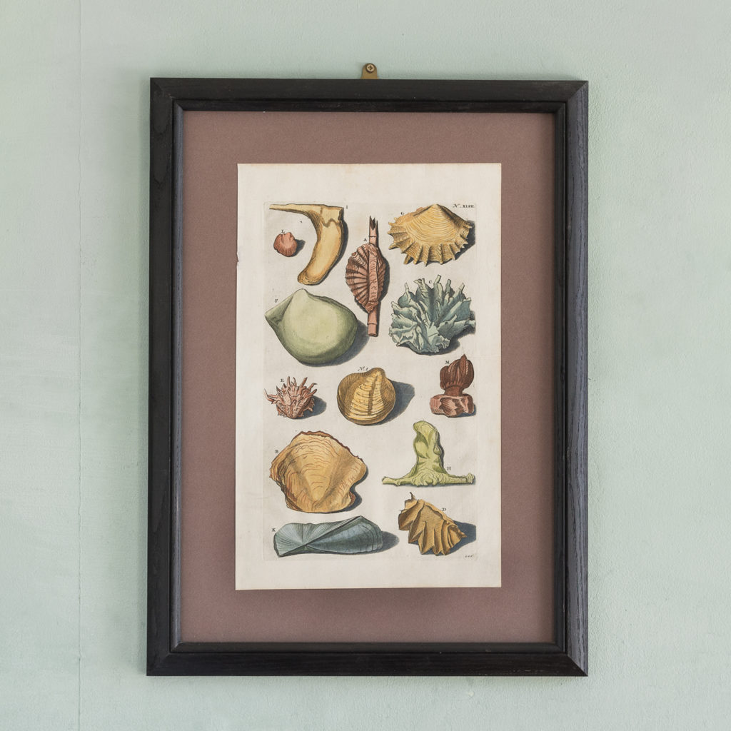 Original 18th Century engraving of Shells and Crustaceans, in old hand-colour.-0