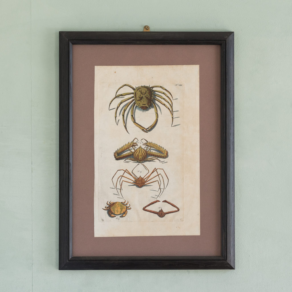 Original 18th Century engraving of Shells and Crustaceans, in old hand-colour.-0