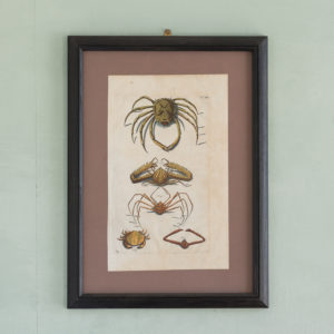 Original 18th Century engraving of Shells and Crustaceans, in old hand-colour.-0