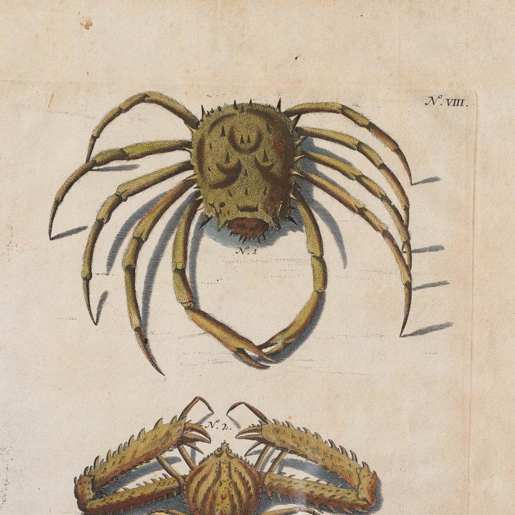 Original 18th Century engraving of Shells and Crustaceans, in old hand-colour.-117489