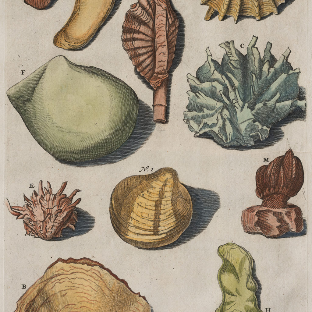 Original 18th Century engraving of Shells and Crustaceans, in old hand-colour.-117483