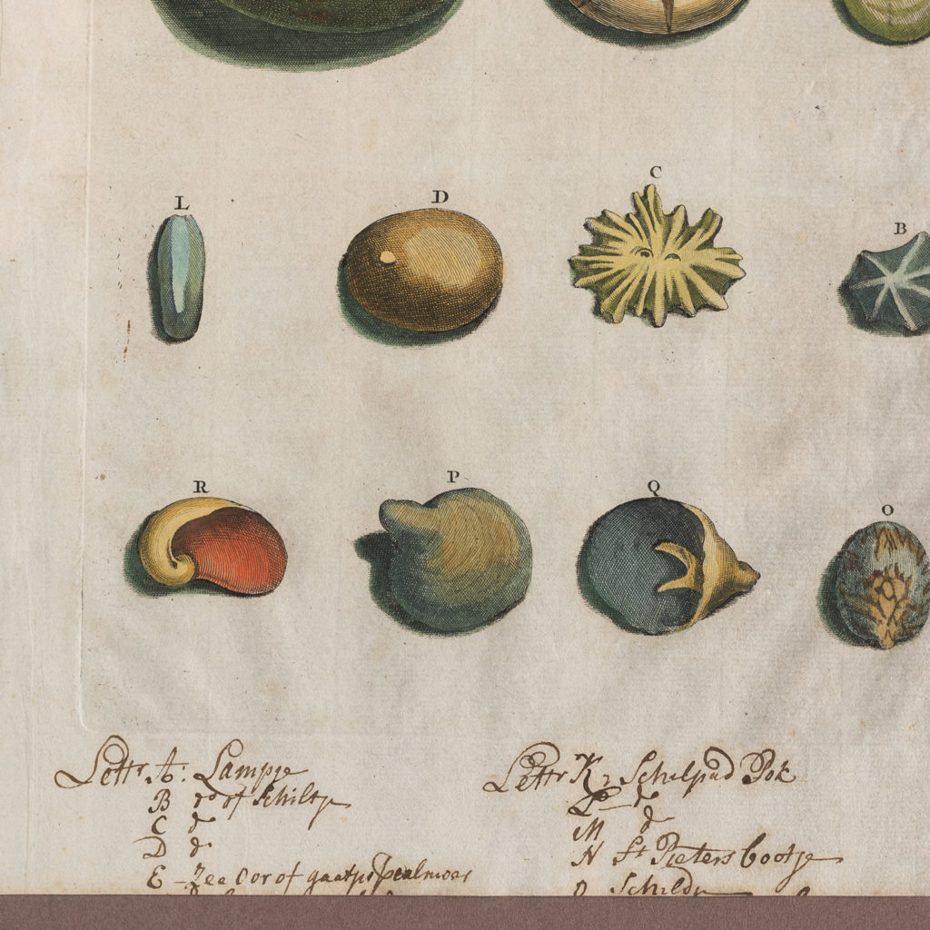 Original 18th Century engraving of Shells and Crustaceans, in old hand-colour.-117478