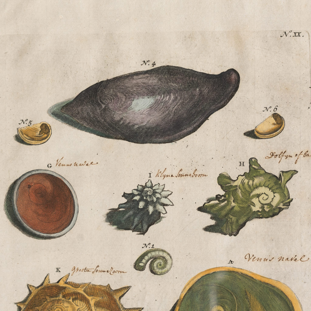 Original 18th Century engraving of Shells and Crustaceans, in old hand-colour.-117466