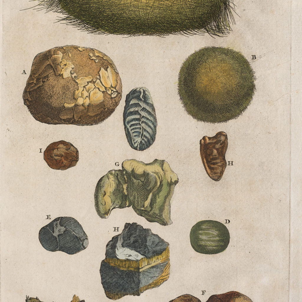 Original 18th Century engraving of Shells and Crustaceans, in old hand-colour.-117459