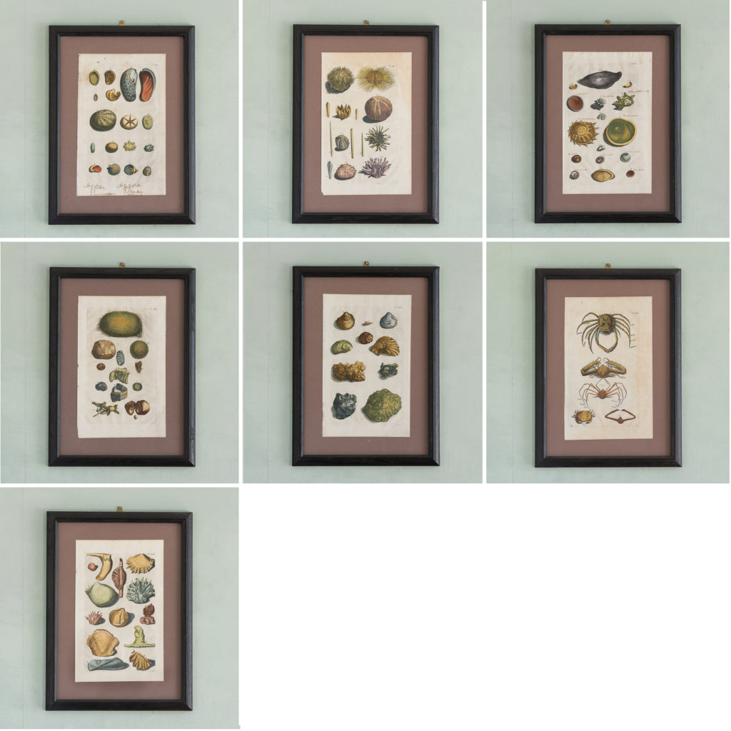 Original 18th Century engraving of Shells and Crustaceans, in old hand-colour.-117479