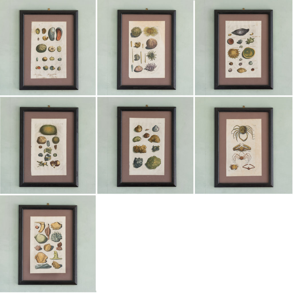 Original 18th Century engraving of Shells and Crustaceans, in old hand-colour.-117485
