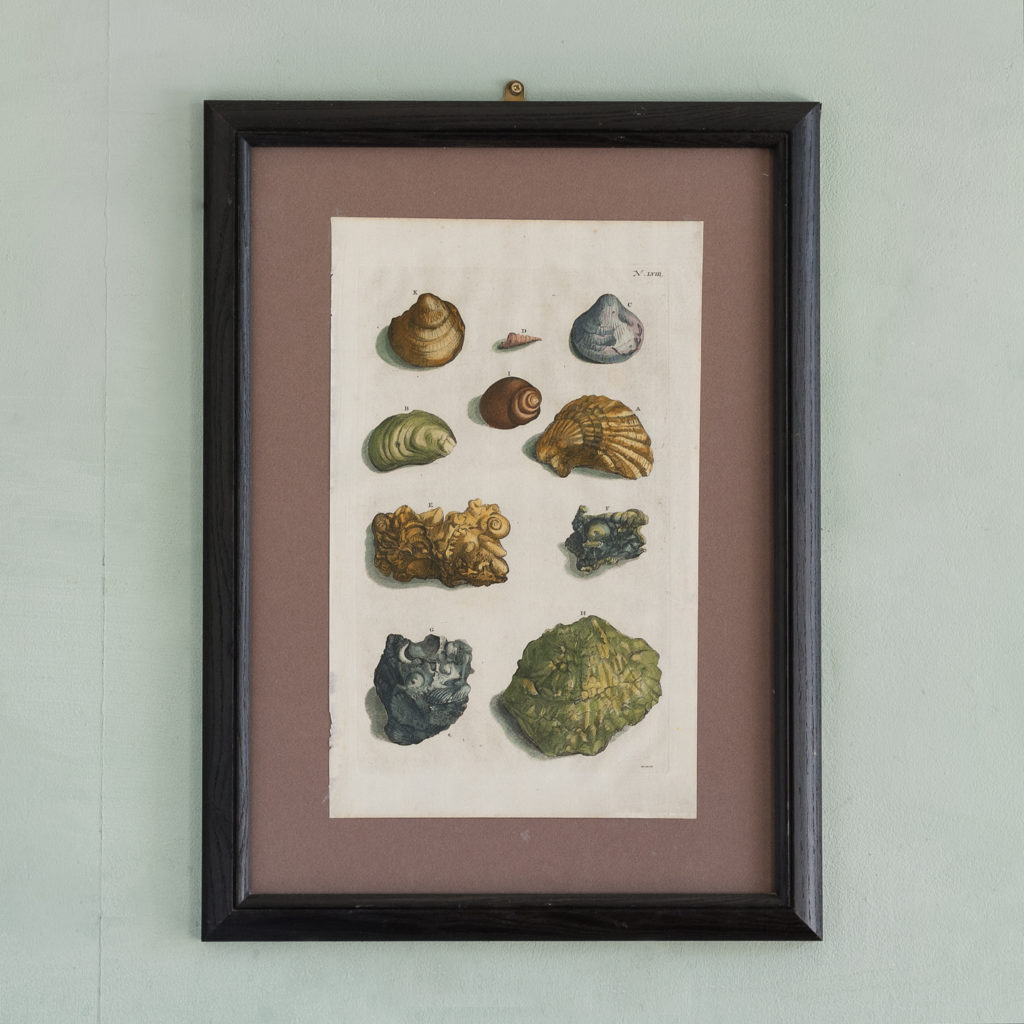 Original 18th Century engraving of Shells and Crustaceans, in old hand-colour.-0