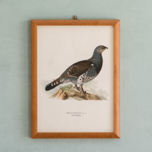 Swedish Birds (Svenska fåglar, efter naturen och på sten ritade)-0