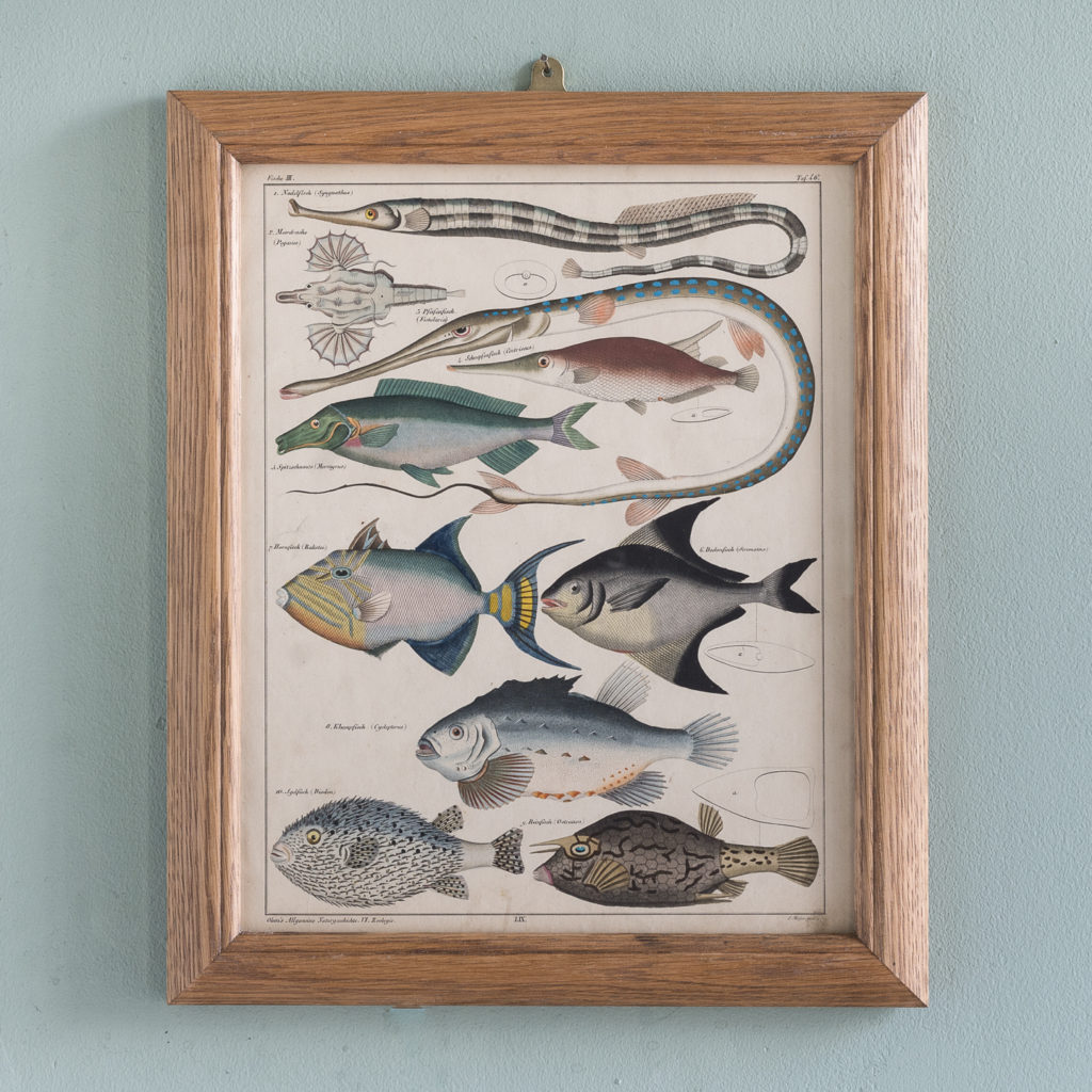 Fish. Hand-coloured steel engravings, based on the work of Lorenz Oken c1835-0