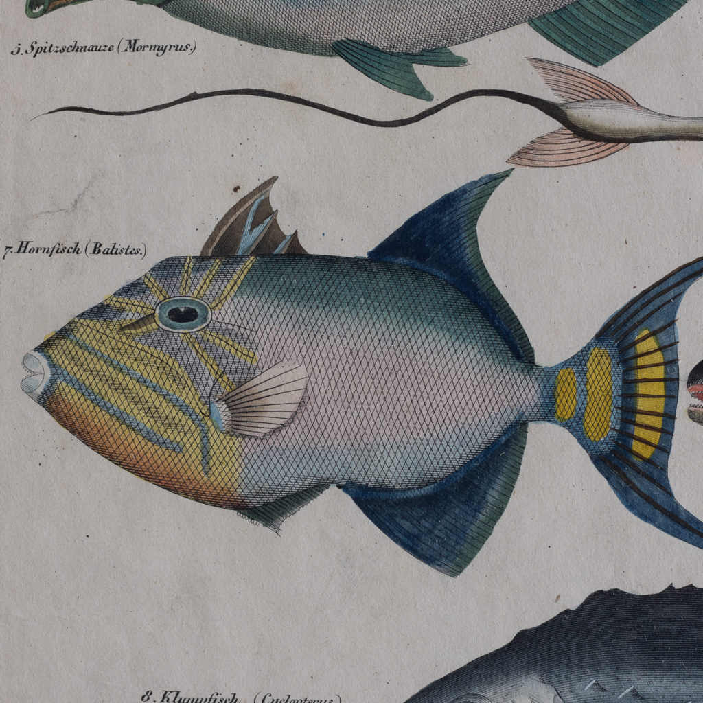 Fish. Hand-coloured steel engravings, based on the work of Lorenz Oken c1835-121279