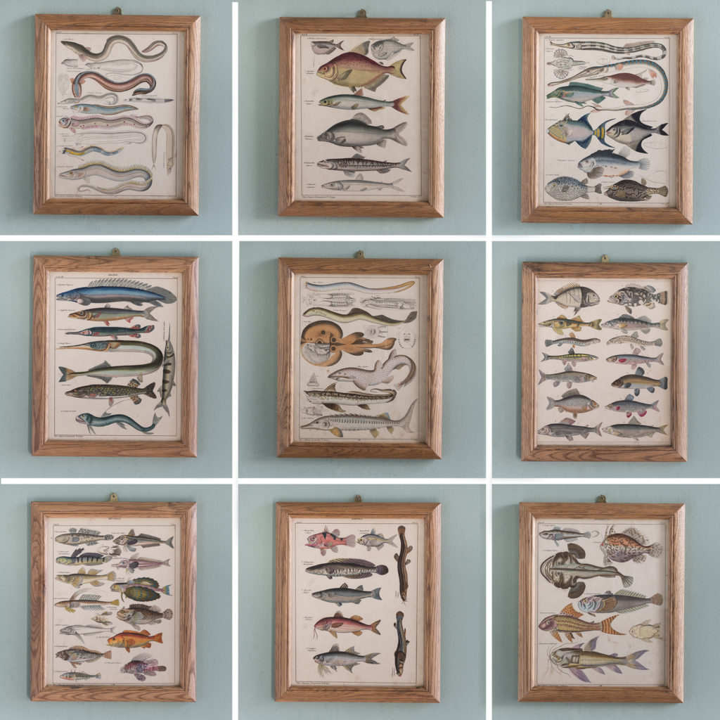 Fish. Hand-coloured steel engravings, based on the work of Lorenz Oken c1835-121247