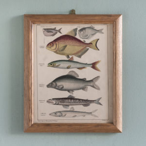 Fish. Hand-coloured steel engravings, based on the work of Lorenz Oken c1835-0