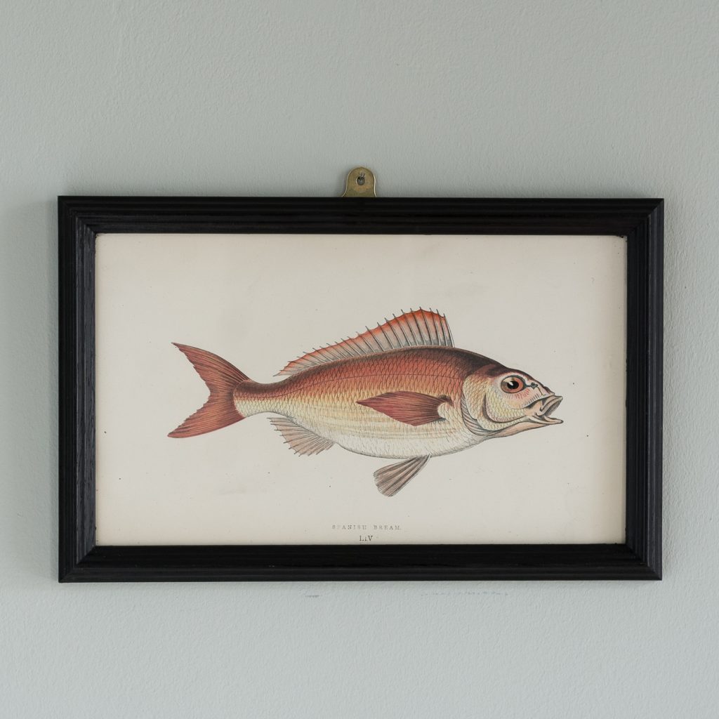 A Spanish Bream, based on the drawings of Cornish naturalist; Jonathan Couch