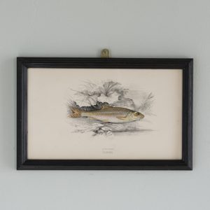 A Gudgeon, based on the drawings of Cornish naturalist; Jonathan Couch