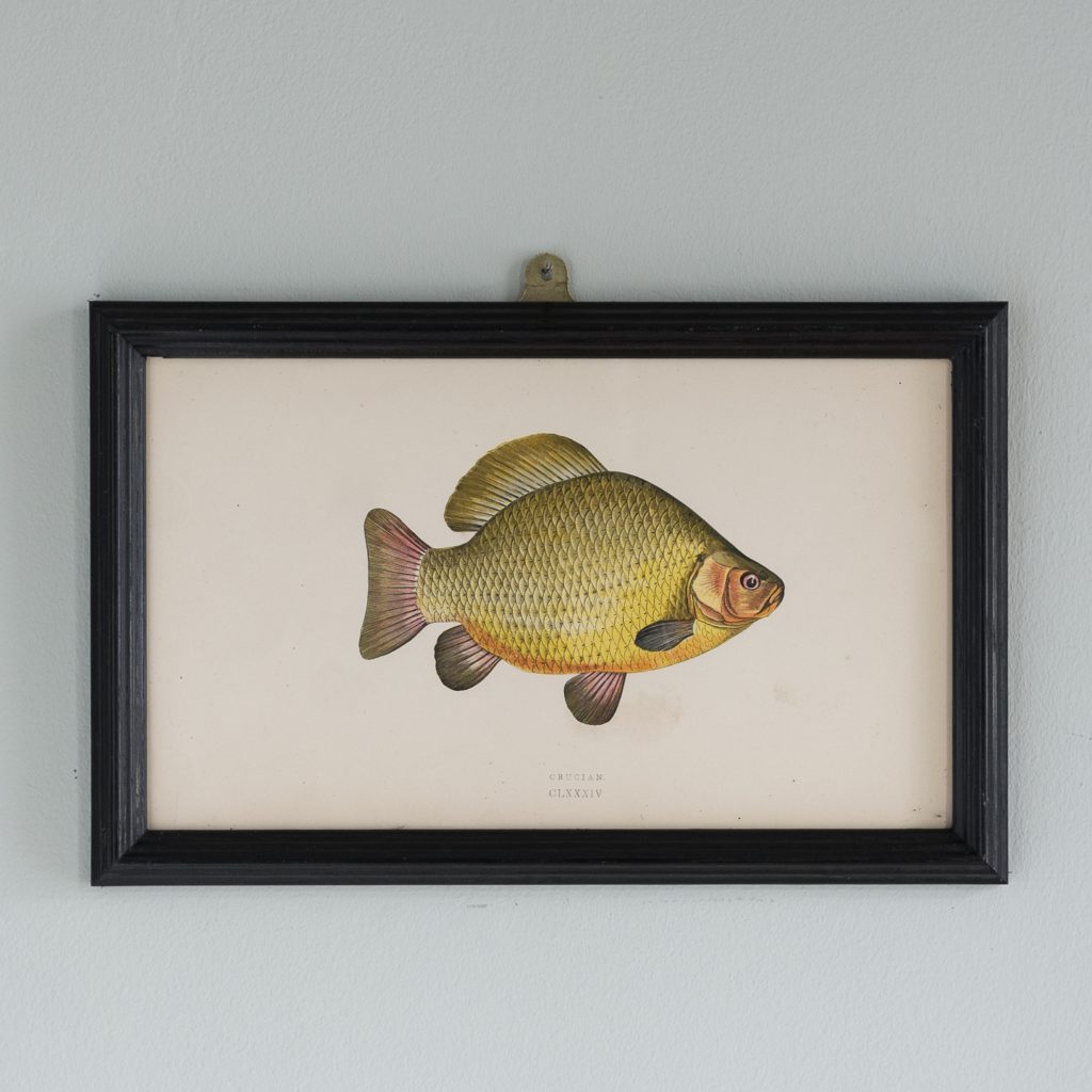 A Crucian, based on the drawings of Cornish naturalist; Jonathan Couch