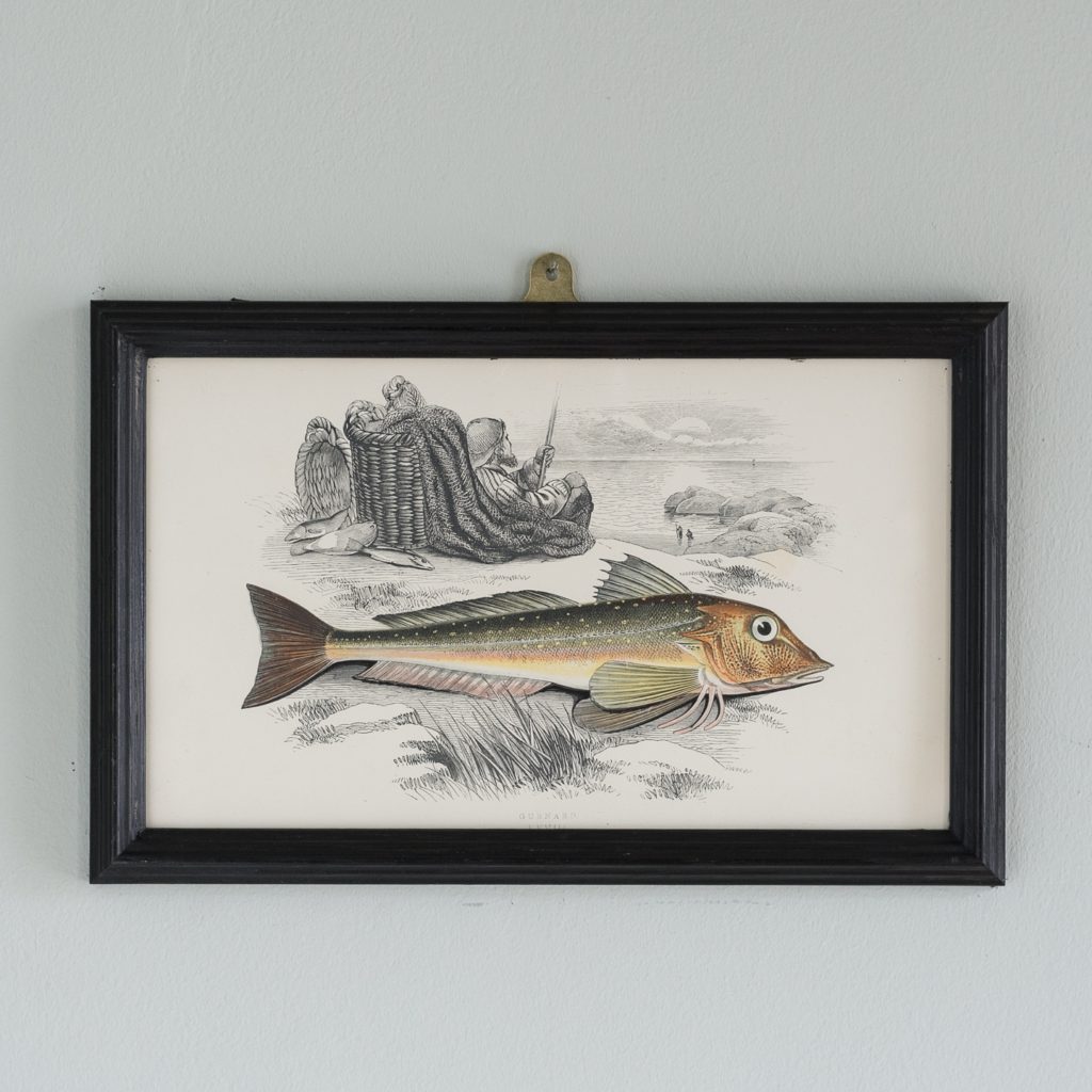 A Gurnard, based on the drawings of Cornish naturalist; Jonathan Couch