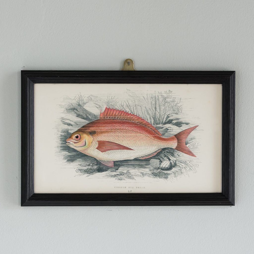 A Common Sea Bream, based on the drawings of Cornish naturalist; Jonathan Couch