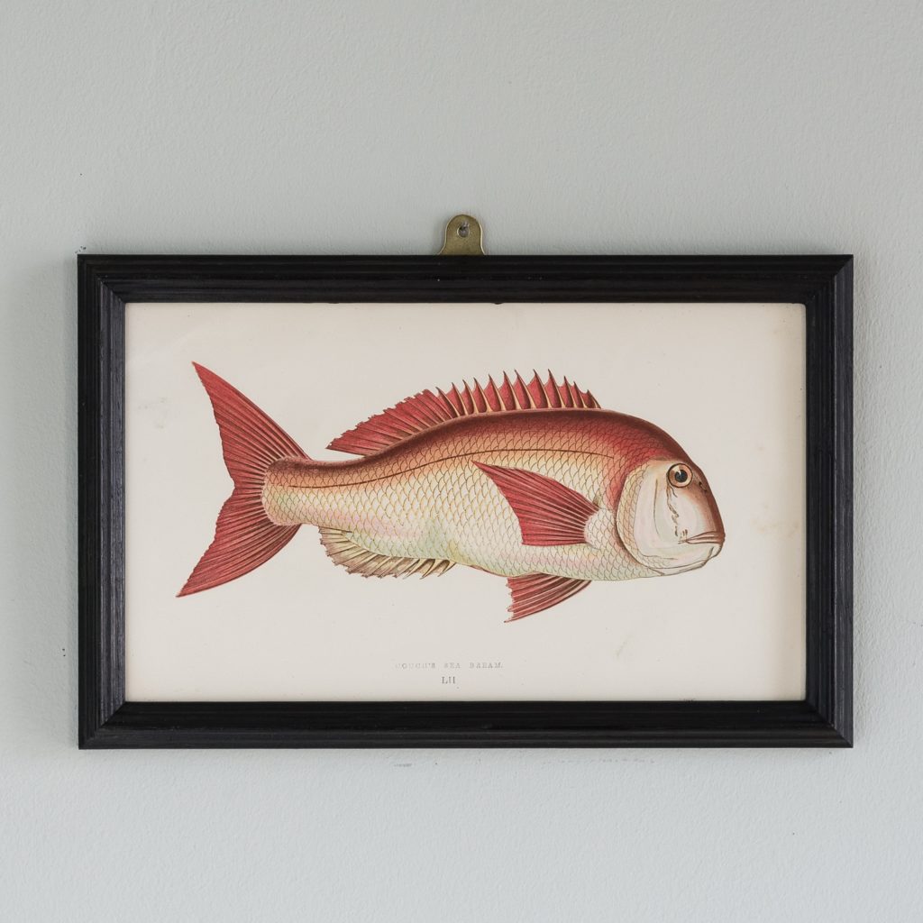 A Couch's Sea Bream, based on the drawings of Cornish naturalist; Jonathan Couch