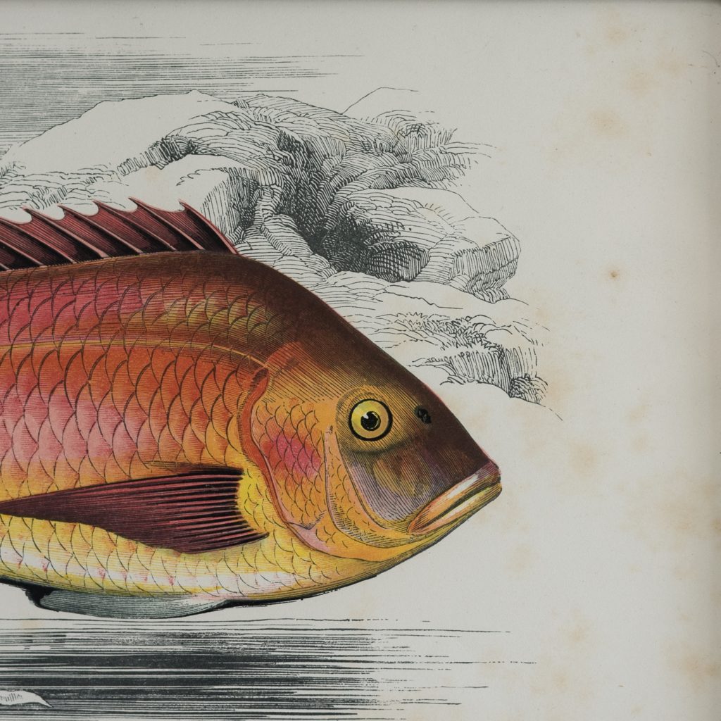 A History of British Fishes c1870-125601