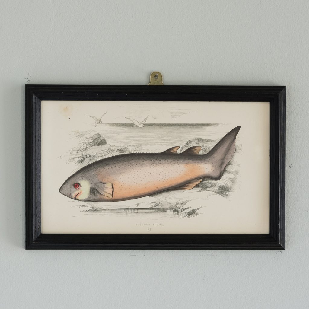 A Spinous Shark, based on the drawings of Cornish naturalist; Jonathan Couch