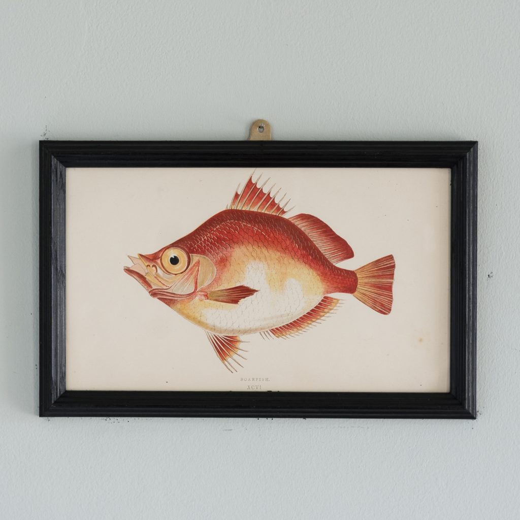 A Boarfish, based on the drawings of Cornish naturalist; Jonathan Couch