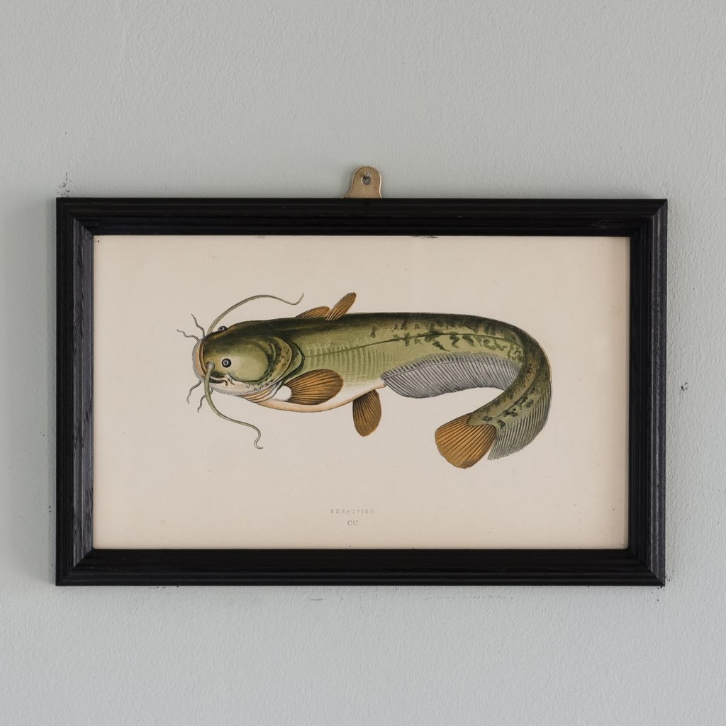 A Sheatfish, based on the drawings of Cornish naturalist; Jonathan Couch