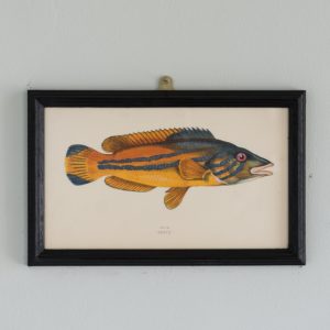 A Cook, based on the drawings of Cornish naturalist; Jonathan Couch