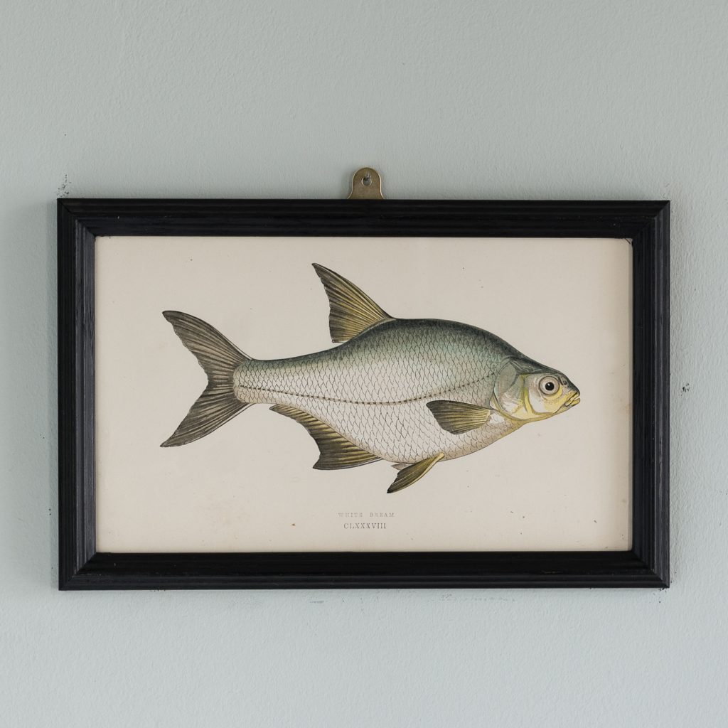 A White Bream, based on the drawings of Cornish naturalist; Jonathan Couch