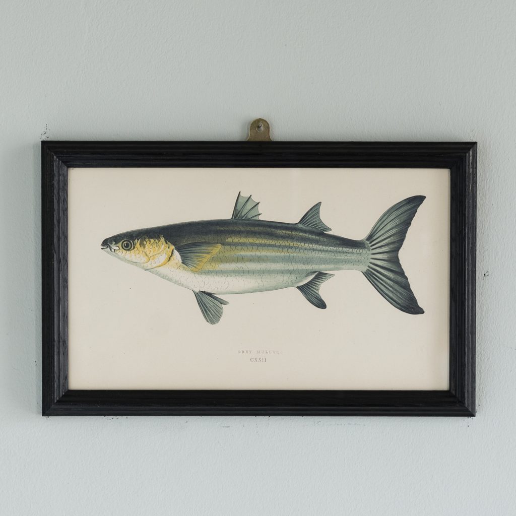 A Grey Mullet, based on the drawings of Cornish naturalist; Jonathan Couch