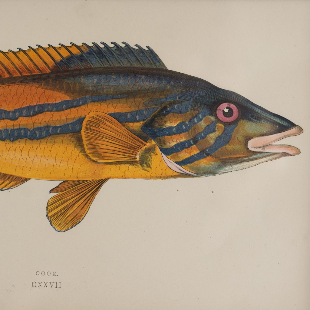 A History of British Fishes c1870-125650