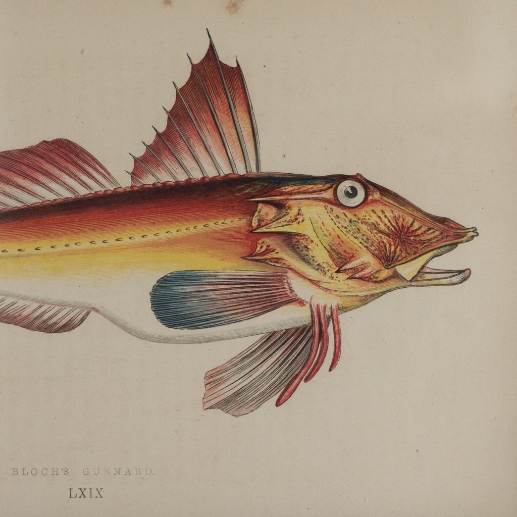 A History of British Fishes c1870-125639