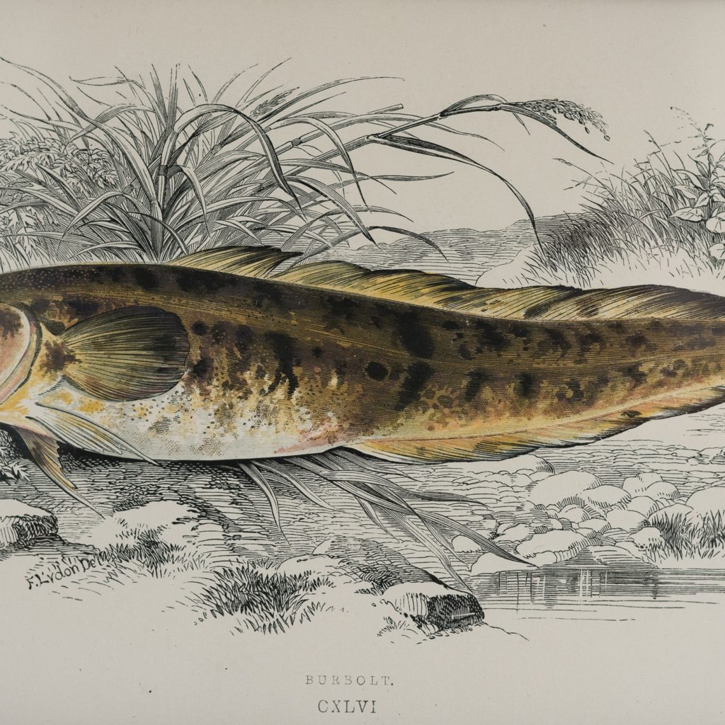 A History of British Fishes c1870-125624