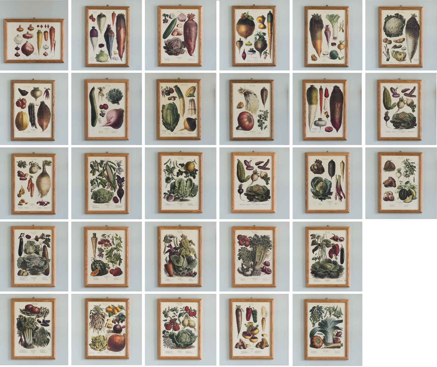 Lithographs after the work of Vilmorin-Andrieux showing old varieties of fruits and vegetables available in the mid 19th century..