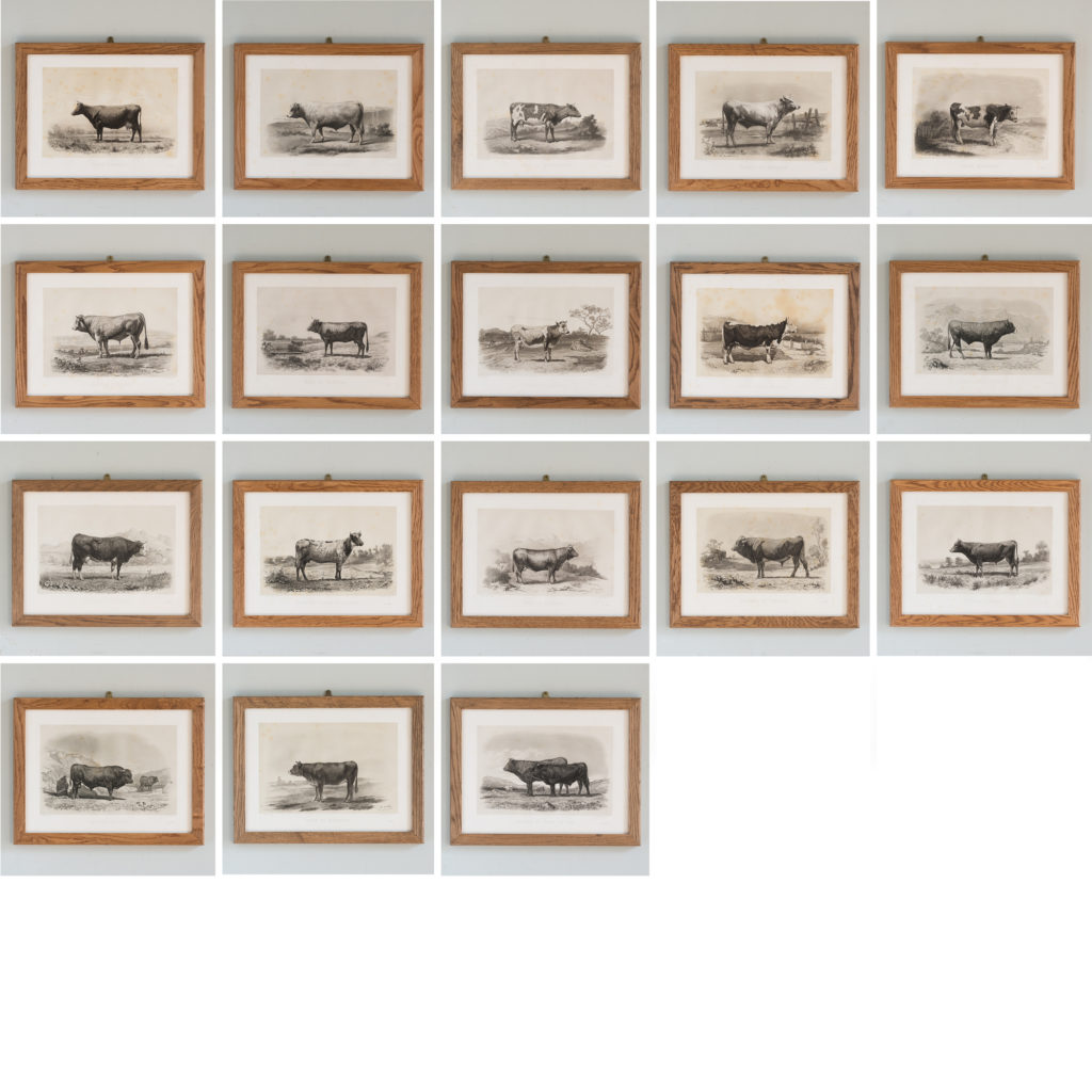 Les Races Bovines lithograph