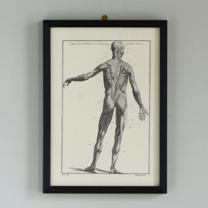 Anatomical prints