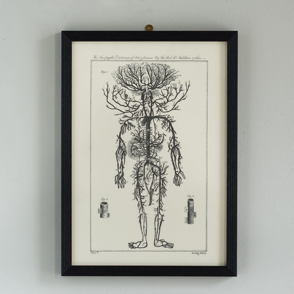 Anatomical print