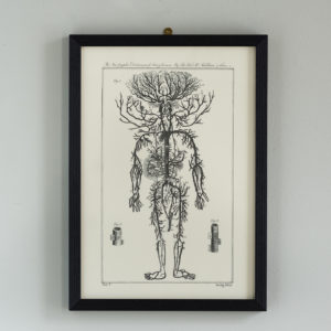Anatomical print