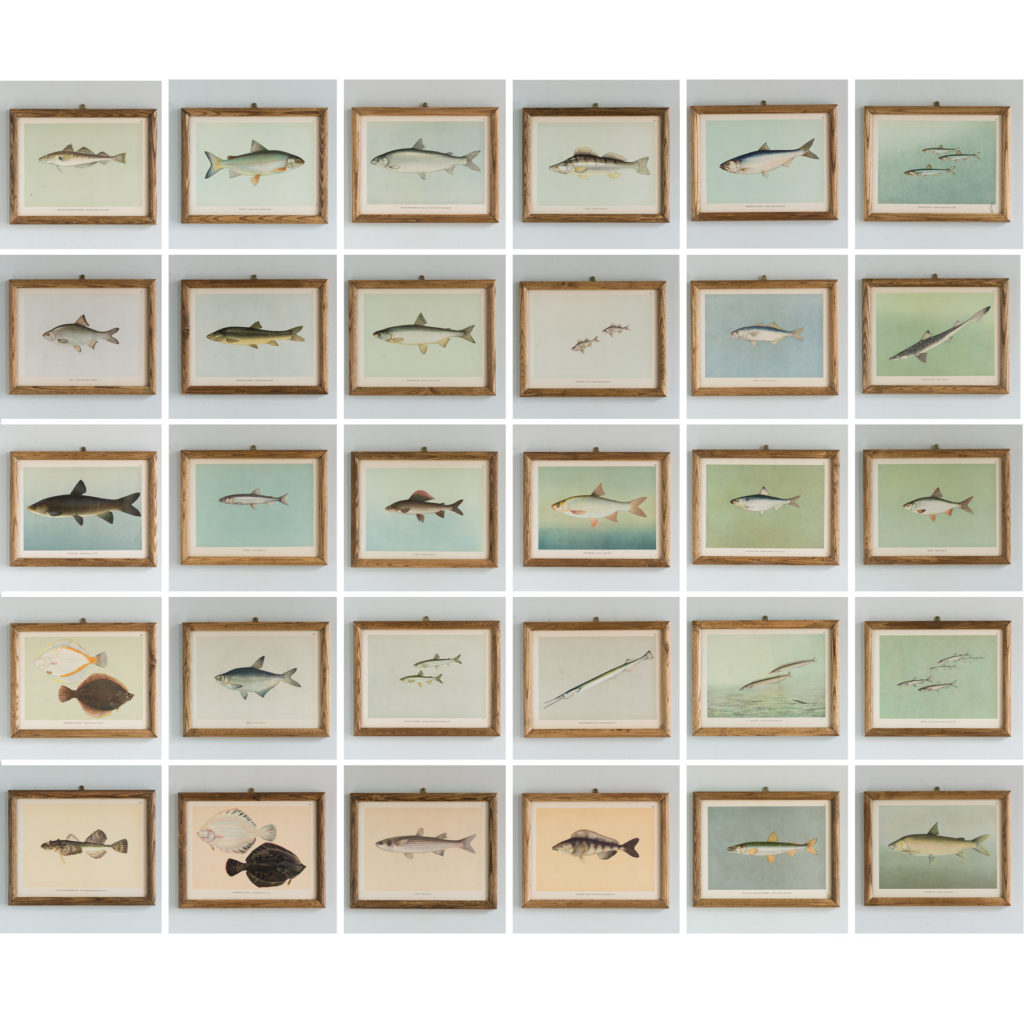 Soviet Era Fish Identification Prints