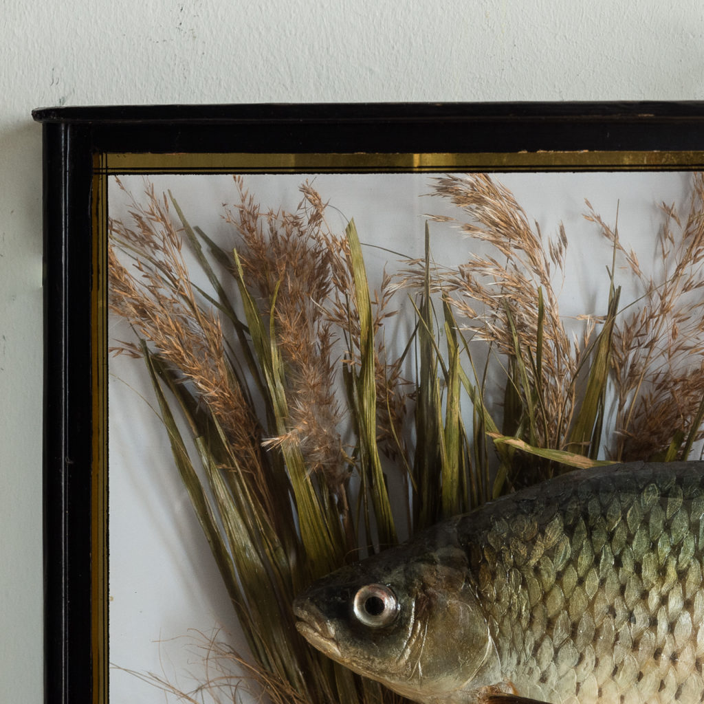 Victorian cased taxidermy Roach,-128494