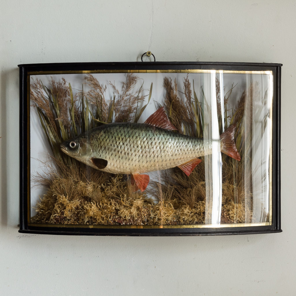 Victorian cased taxidermy Roach,