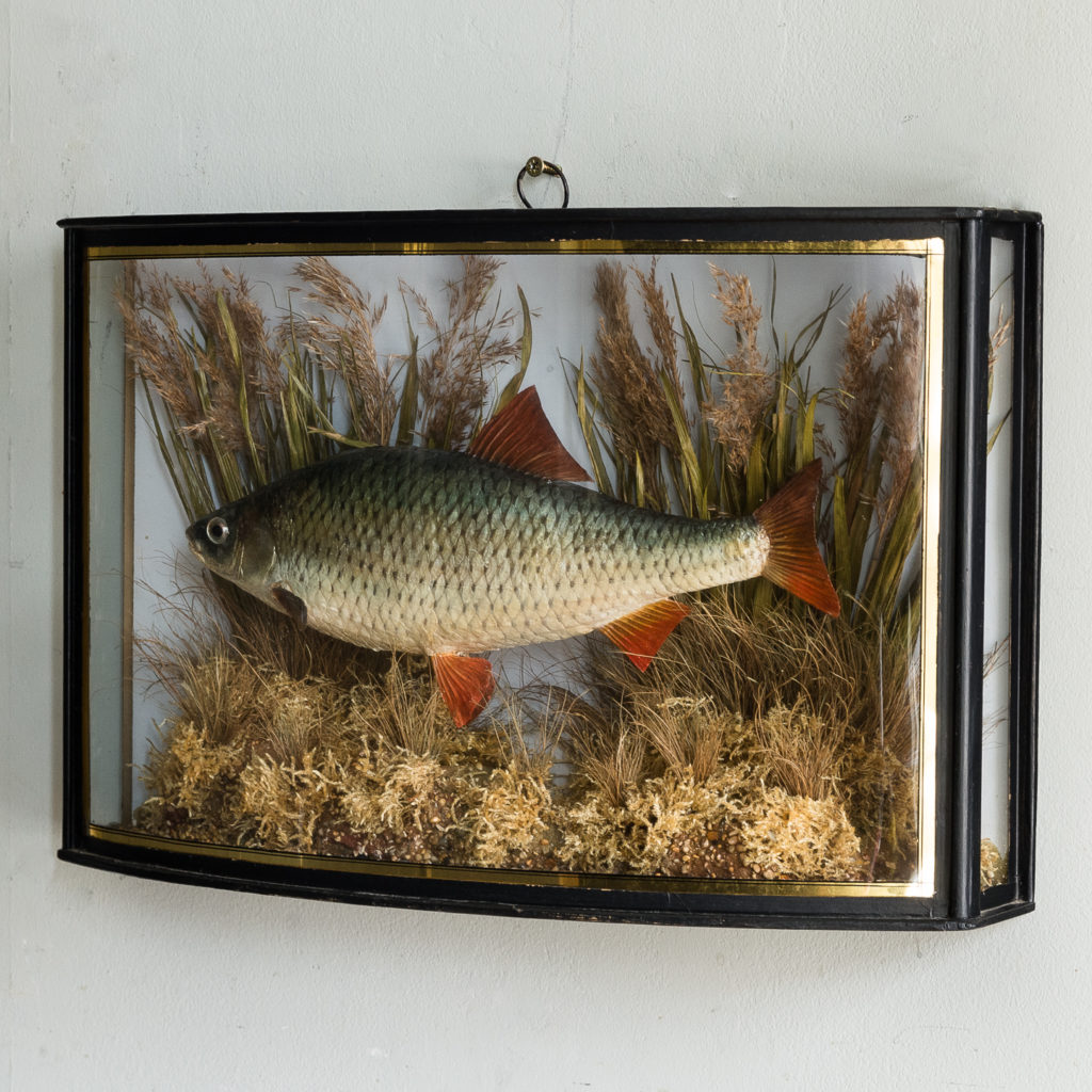 Victorian cased taxidermy Roach,