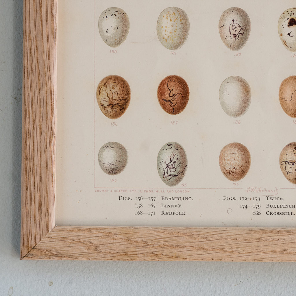 Birds Eggs of the British Isles, F.W. Frohawk ,