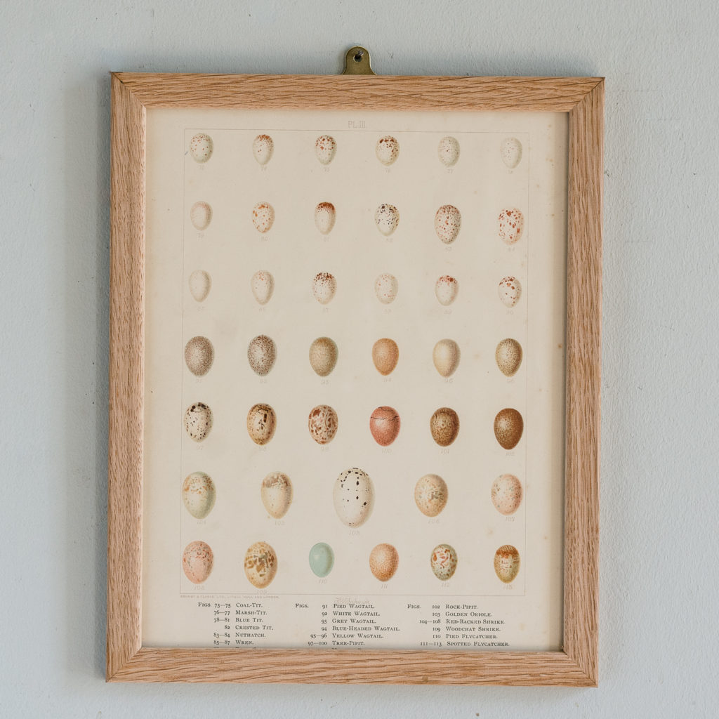 Birds Eggs of the British Isles, F.W. Frohawk ,