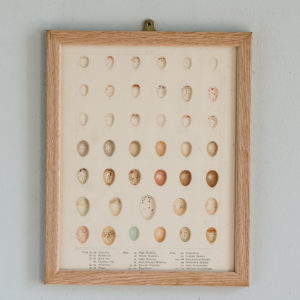 Birds Eggs of the British Isles, F.W. Frohawk ,