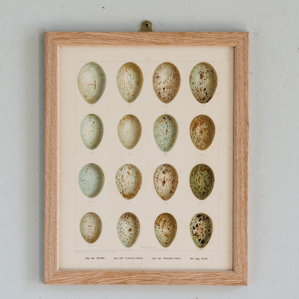 Birds Eggs of the British Isles, F.W. Frohawk ,