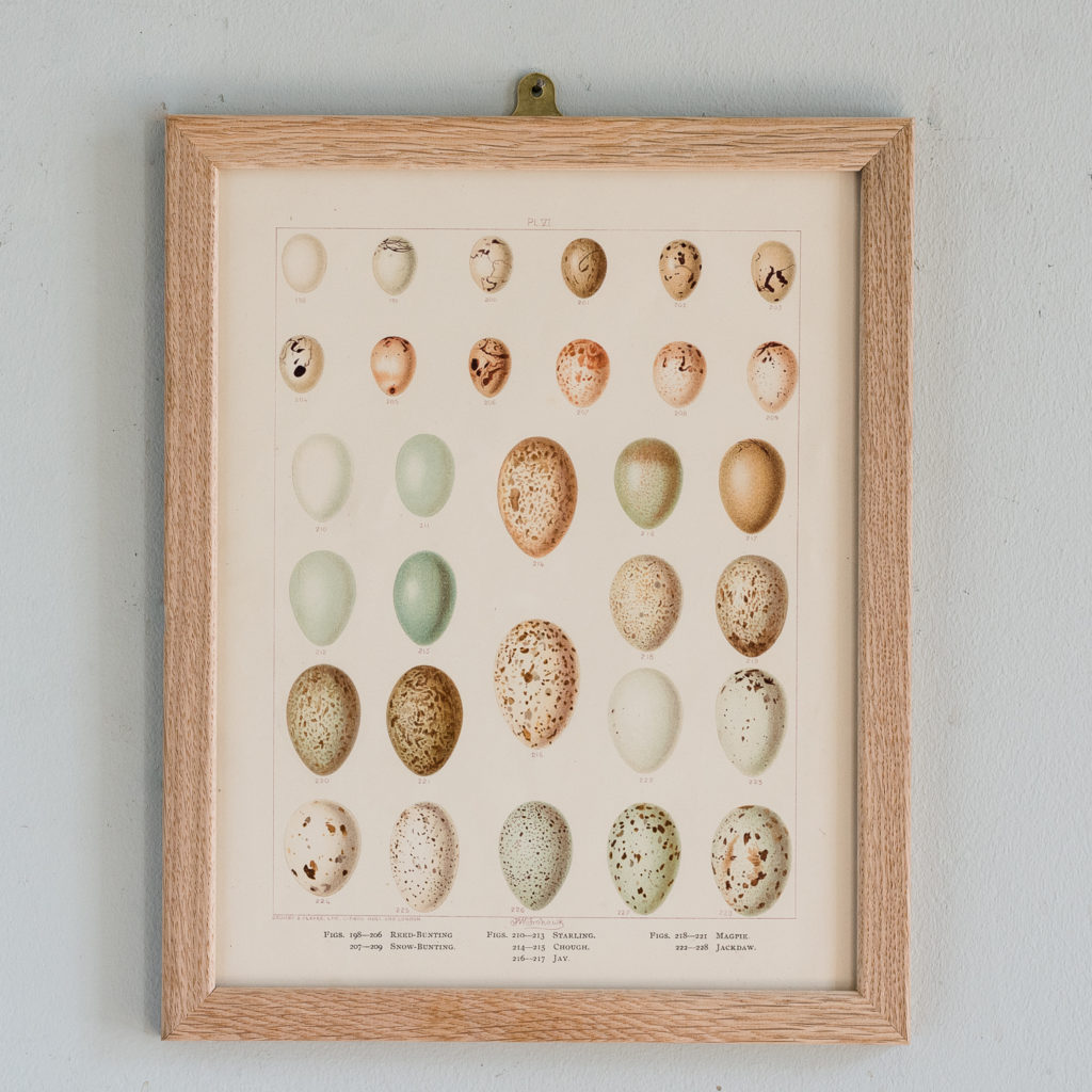 Birds Eggs of the British Isles, F.W. Frohawk ,