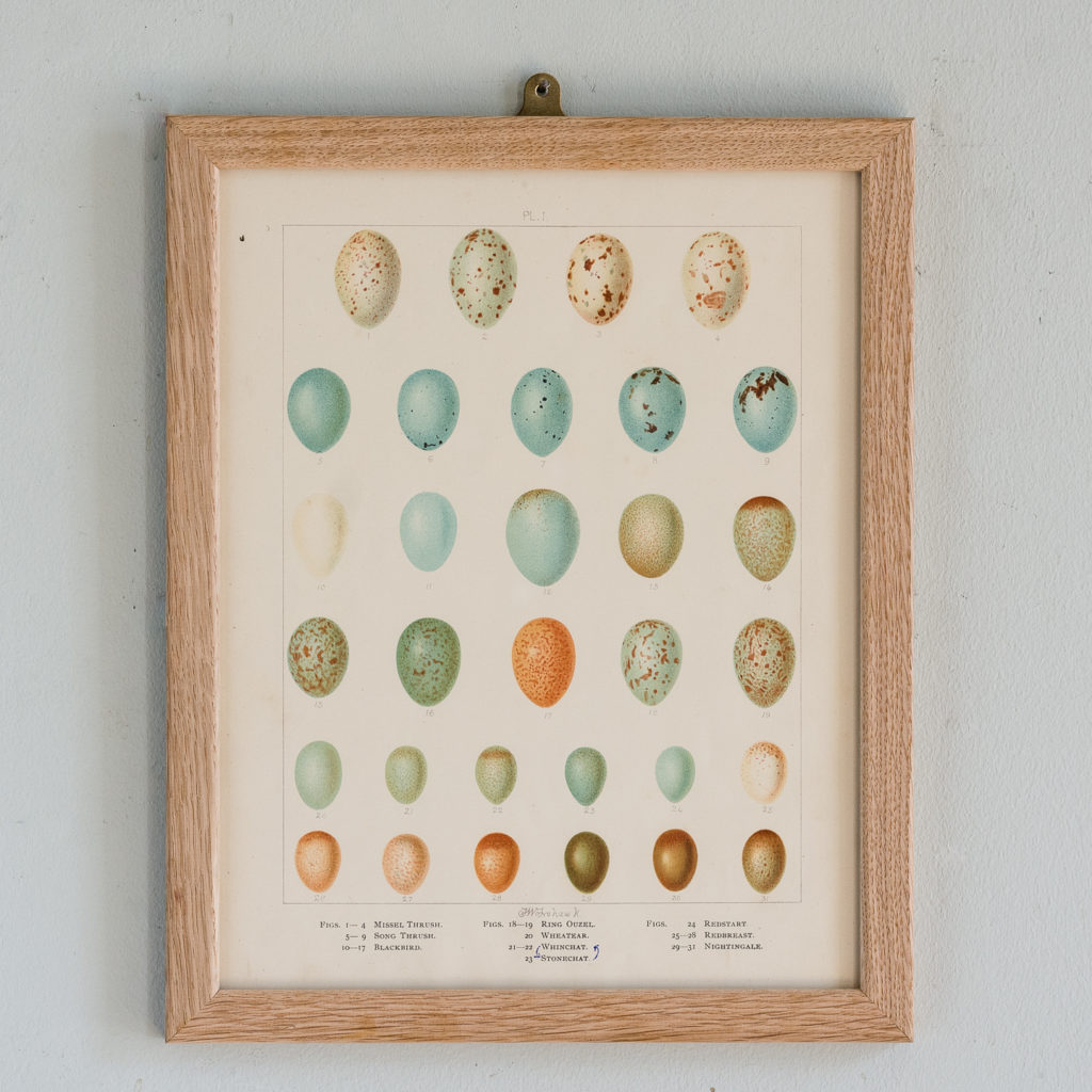 Birds Eggs of the British Isles, F.W. Frohawk ,