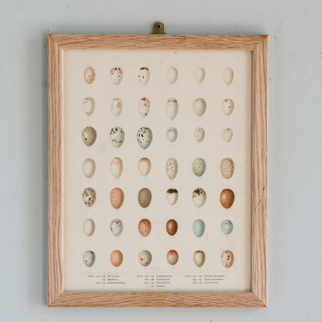 Birds Eggs of the British Isles, F.W. Frohawk ,