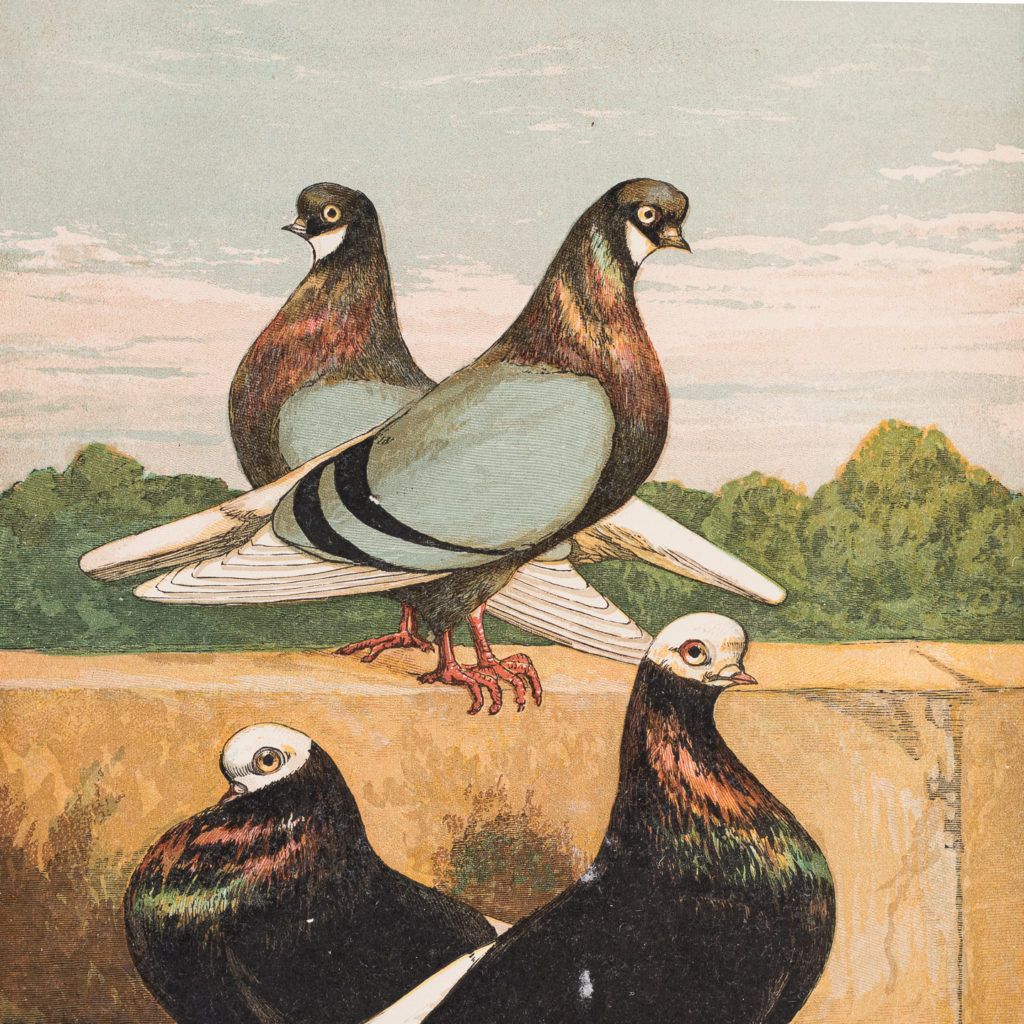 Nineteenth century framed pigeon chromolithographs,-130611