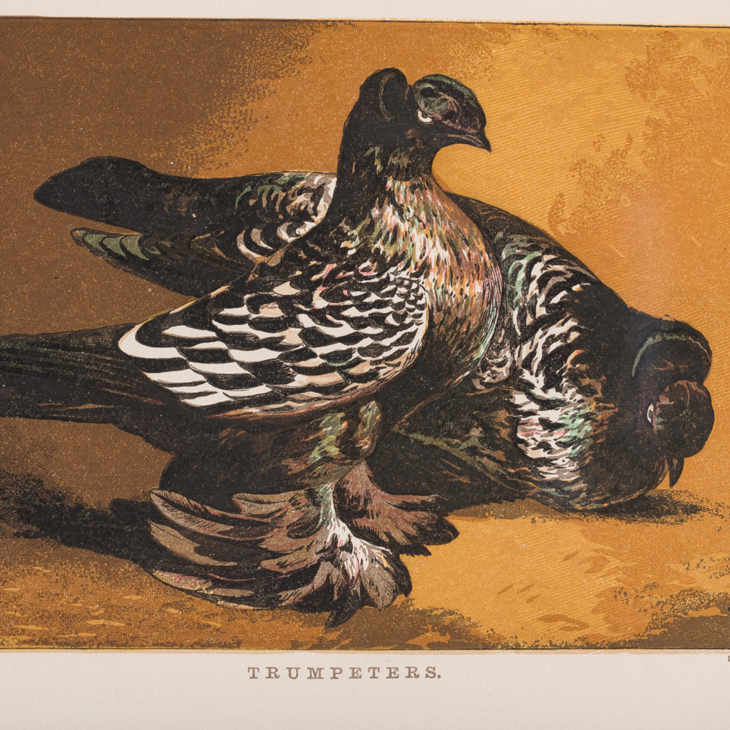 Nineteenth century framed pigeon chromolithographs,-130589